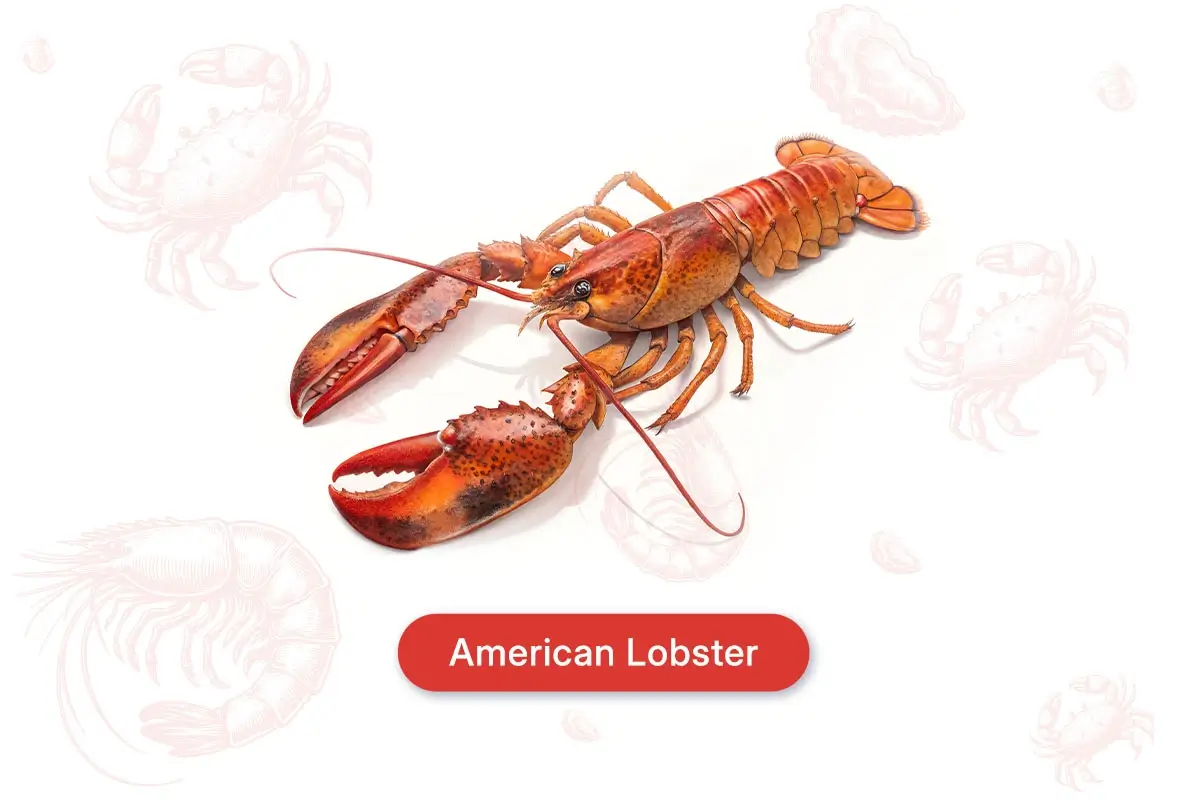 American Lobster