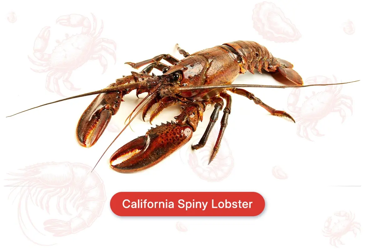 California Spiny Lobster