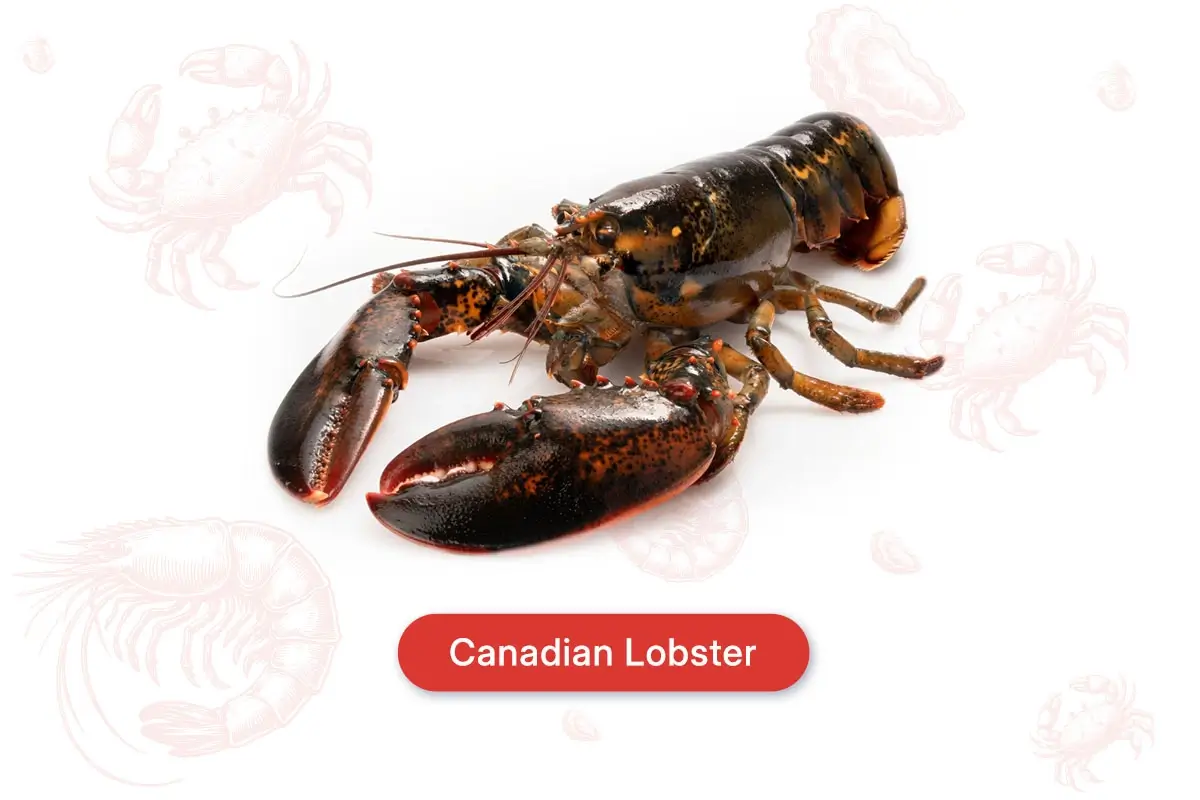 Canadian Lobster