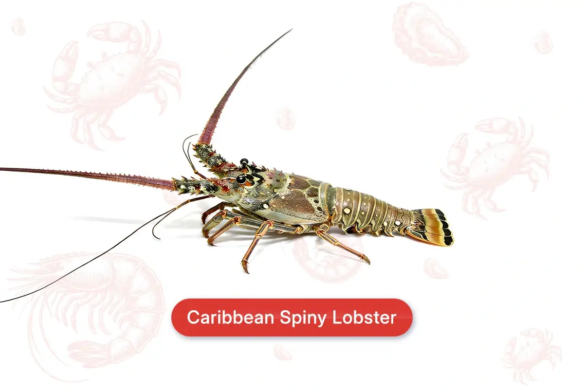 Caribbean Spiny Lobster
