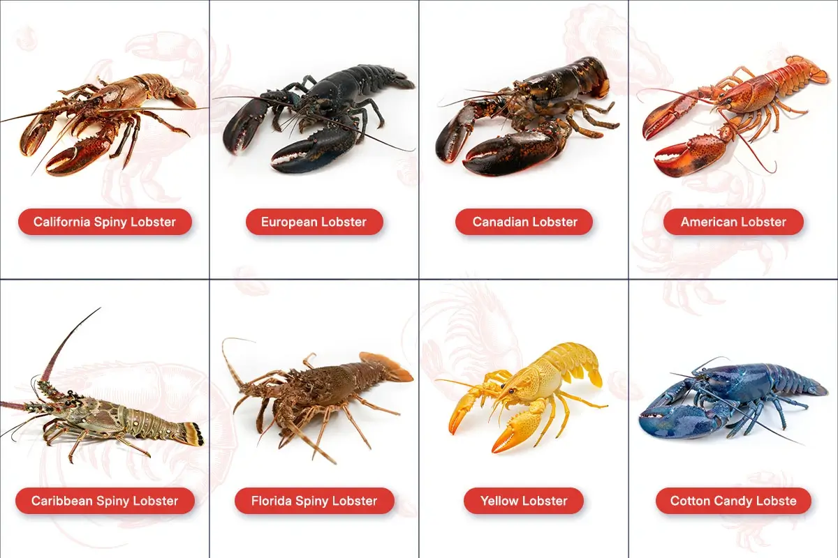 Different Types of Lobster