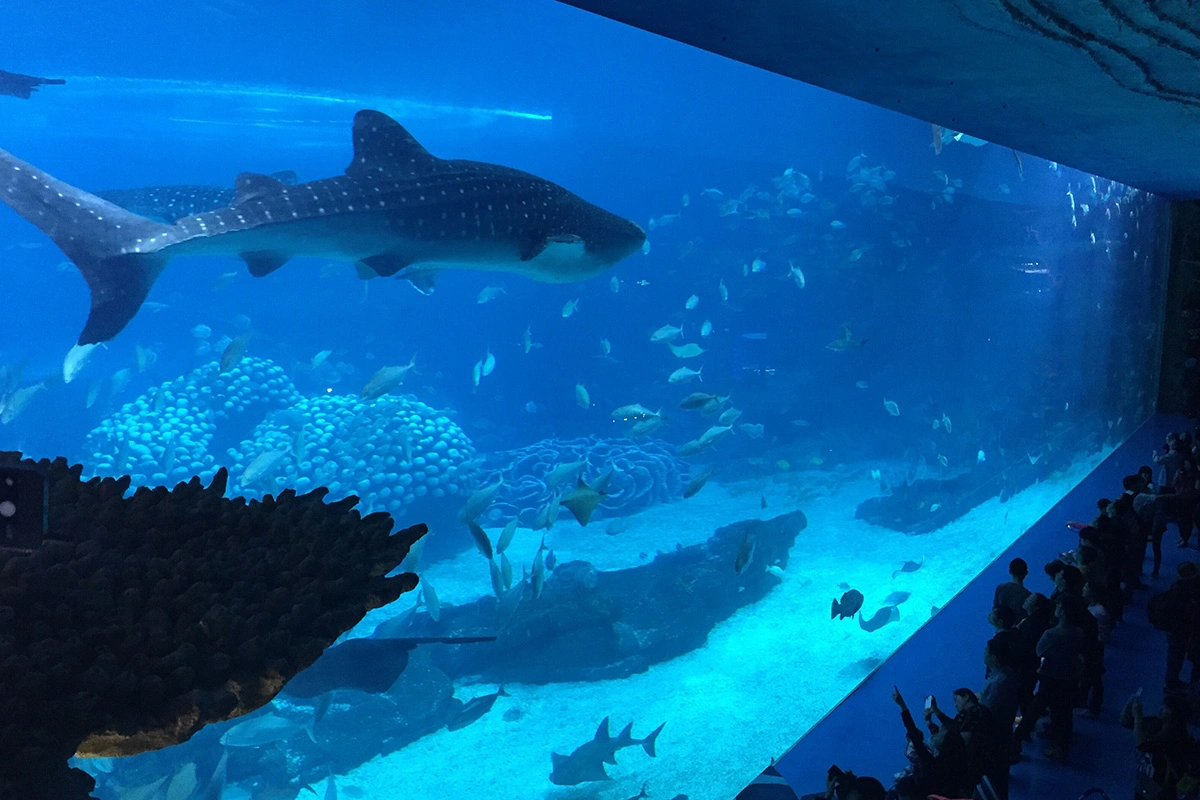 Discover Long Island Aquarium