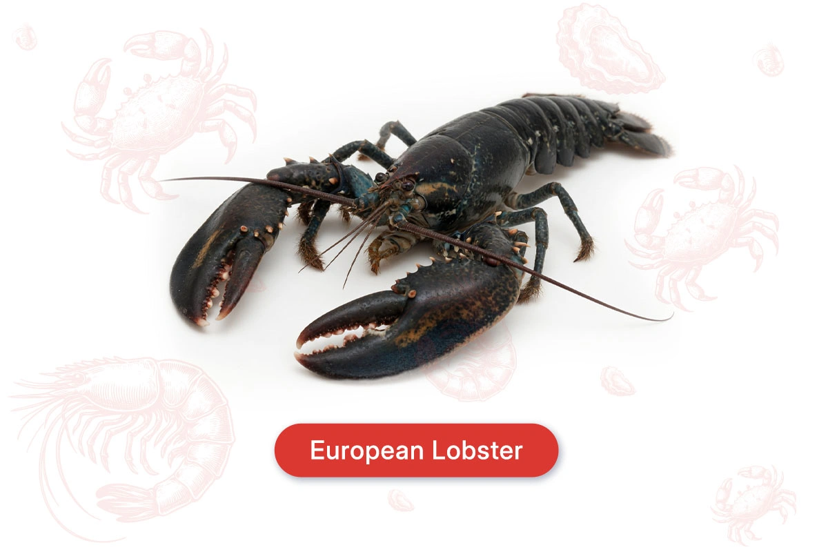 European Lobster
