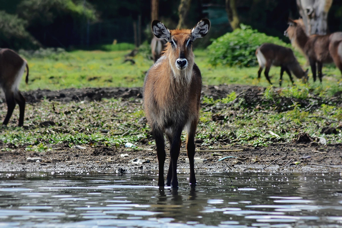 Explore Melbourne Florida’s Top Wildlife & Nature Attractions