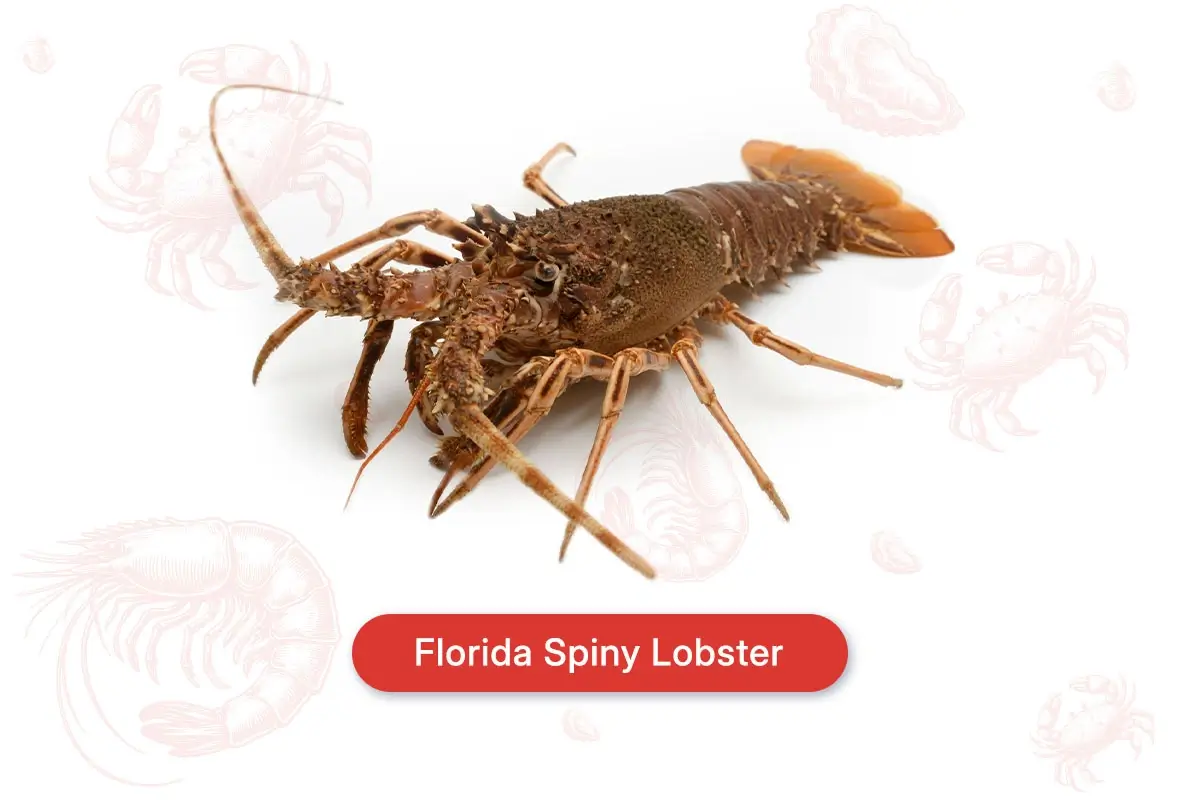 Florida Spiny Lobster