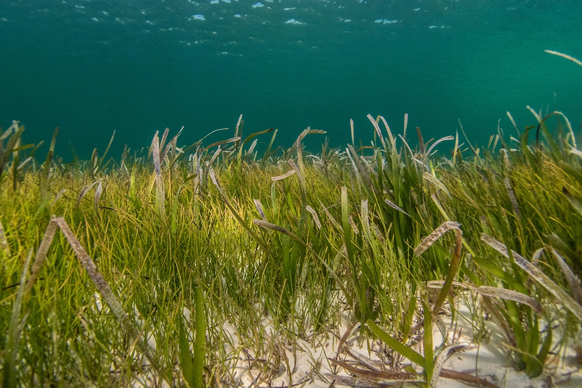 Grassy Waters Preserve