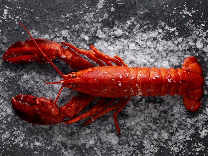 Lobster Benefits