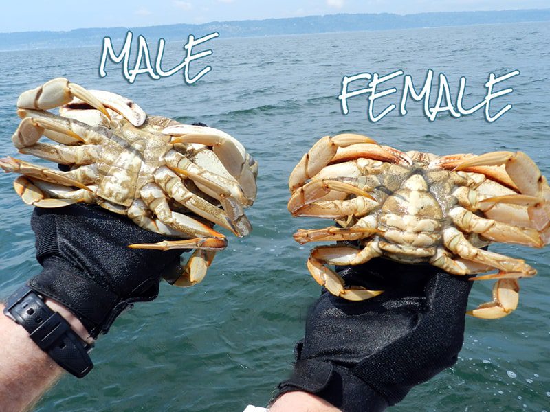 Gender & Size of the crab