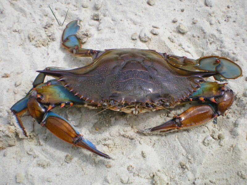 Maturity of crabs