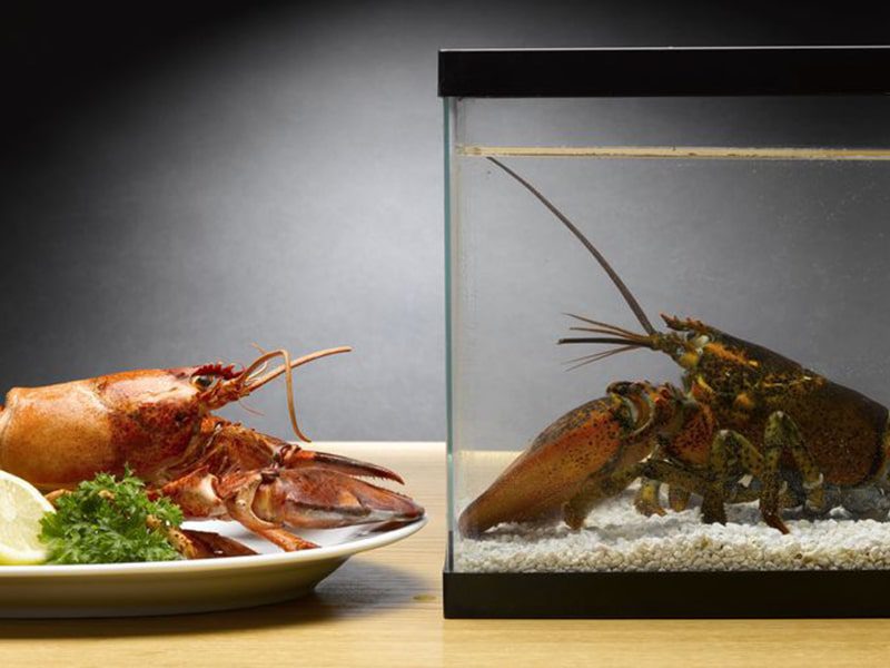 Things to consider while buying lobsters