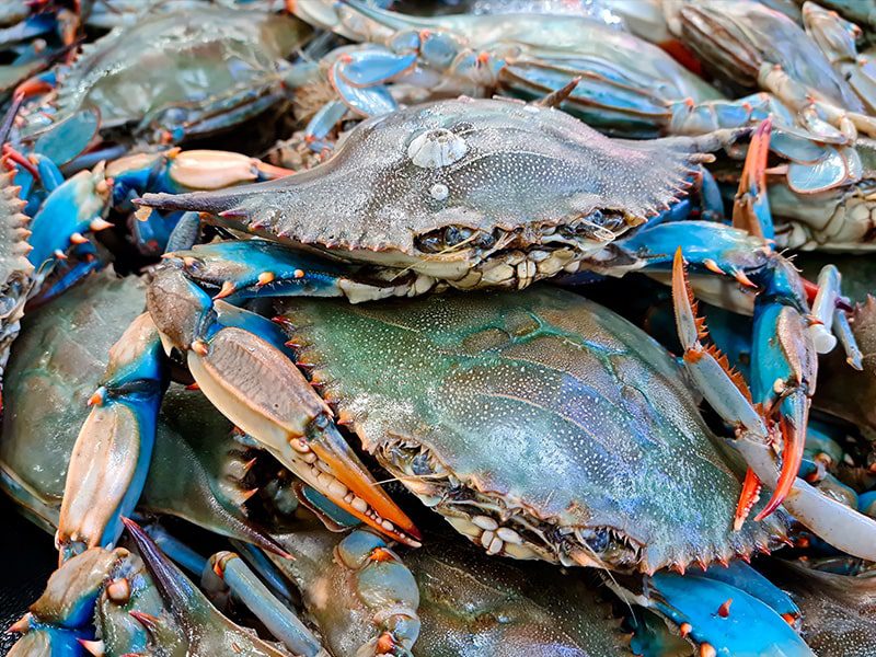 Blue crab: A unique types of crabs