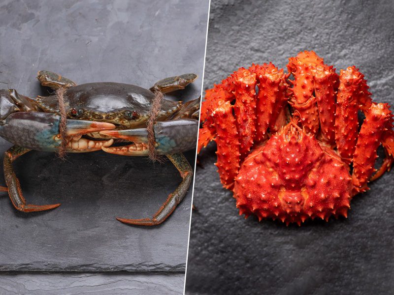 Difference between king and Dungeness crab