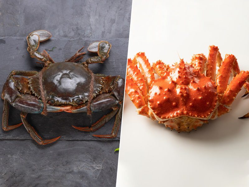 Dungeness crab vs King Crab