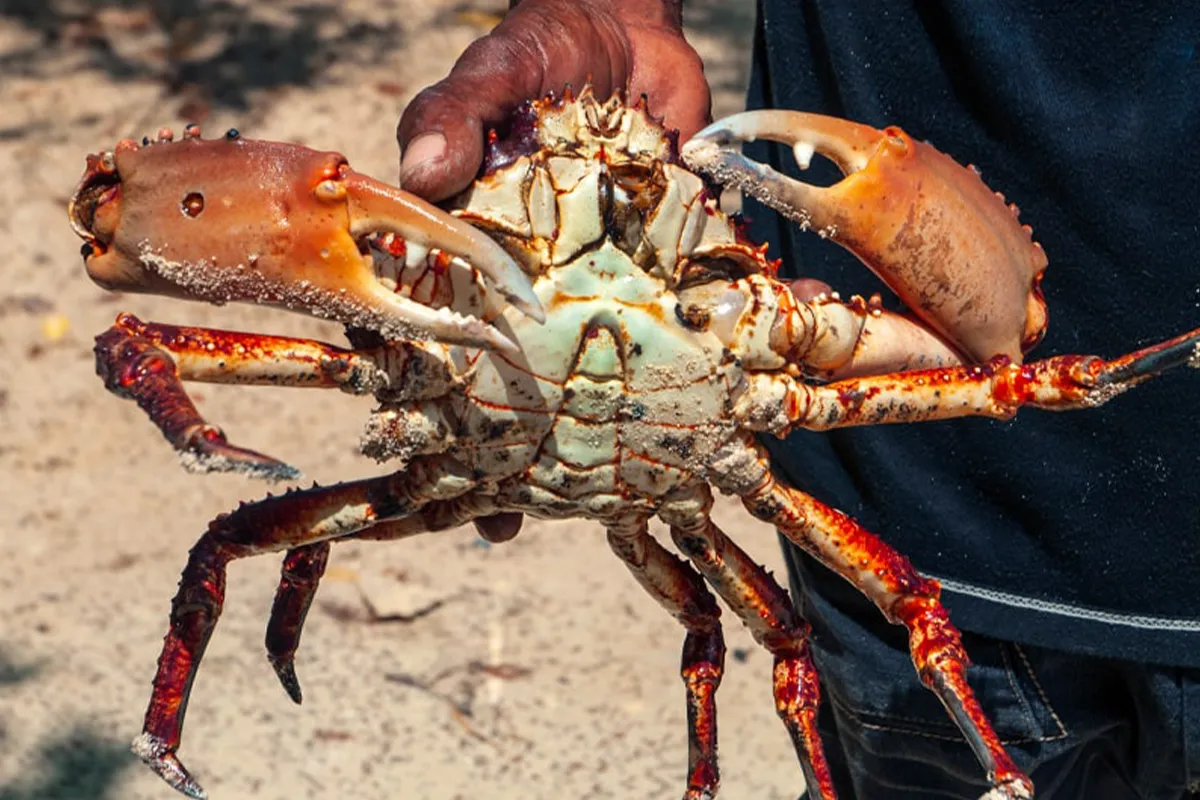 How to Cook King Crab Legs