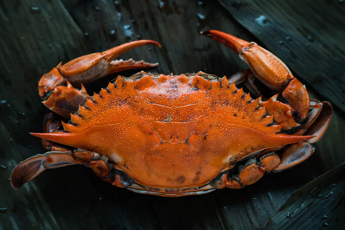 Key Difference between Types of Crabs