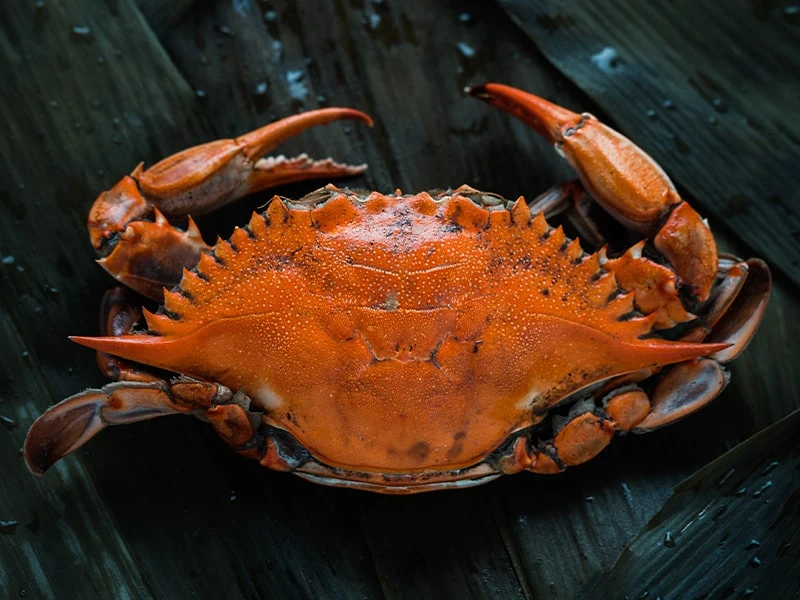 Types of crabs have different textures